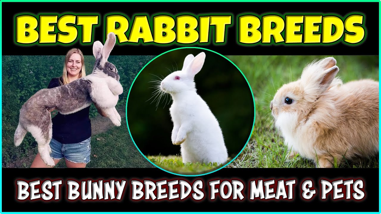 Best Rabbit Breeds for Pet & Meat | Best Bunny Breeds