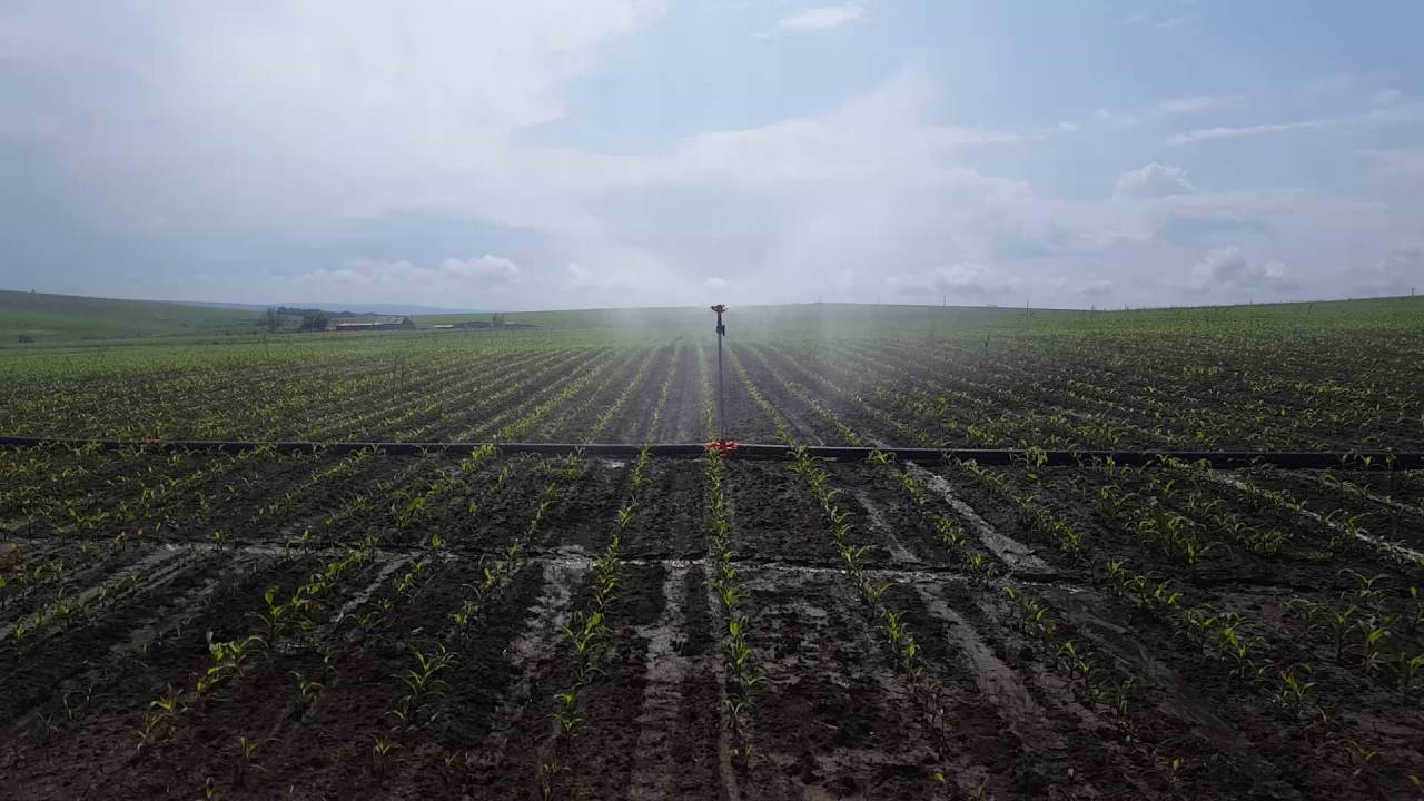 Aripa de ploaie functionala