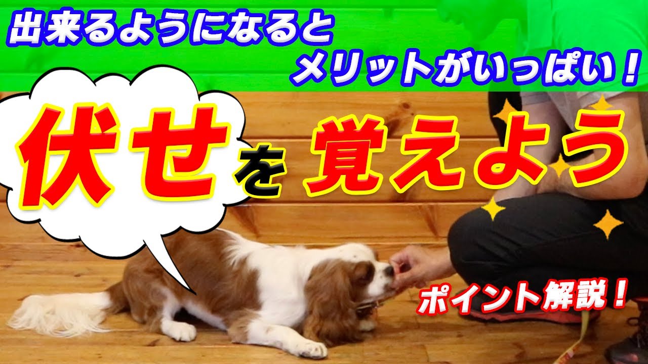 【愛犬のしつけ】出来るようになれば良い事いっぱい！伏せを教えよう～【キャバリア】
