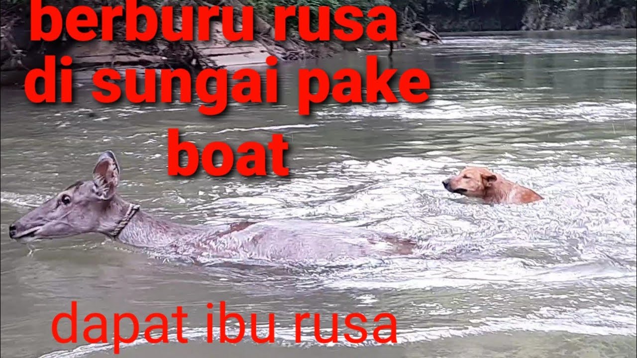 tradisi ngaro.berburu rusa di sungai anjing jago berenang