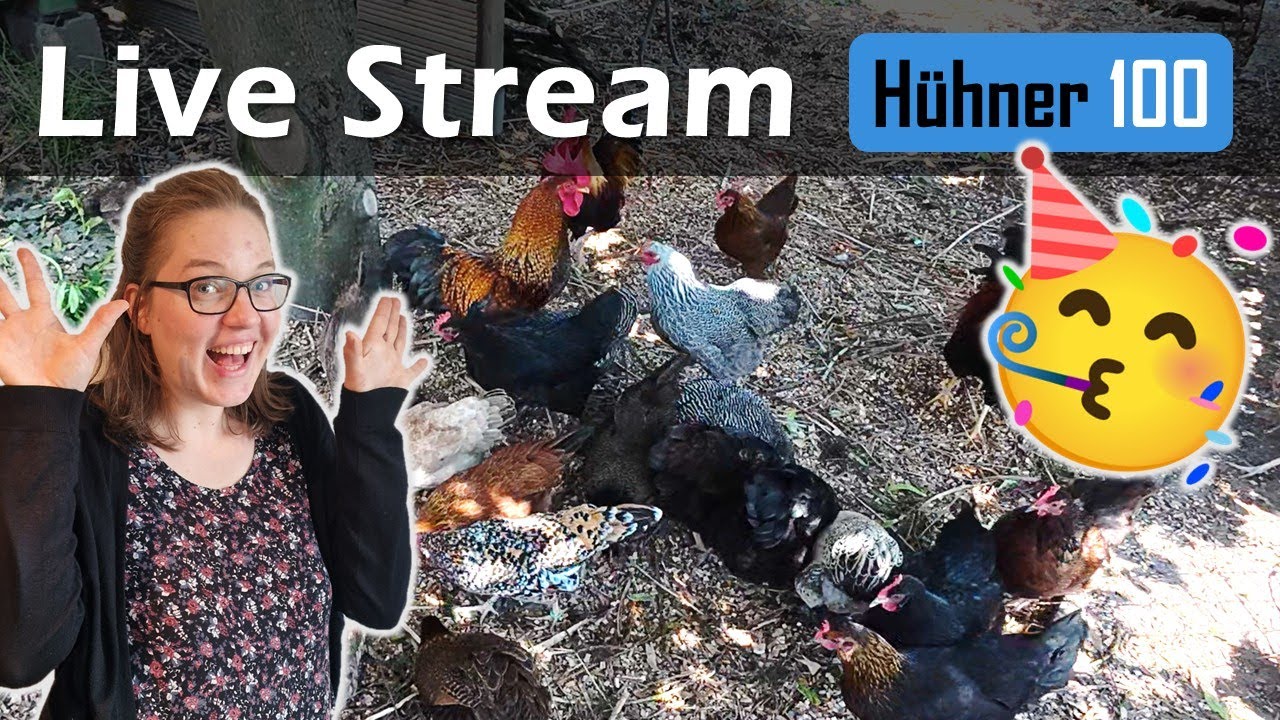 Dankeschön Live Stream als 100. Hühner Video 🥳🐔🐓🐤