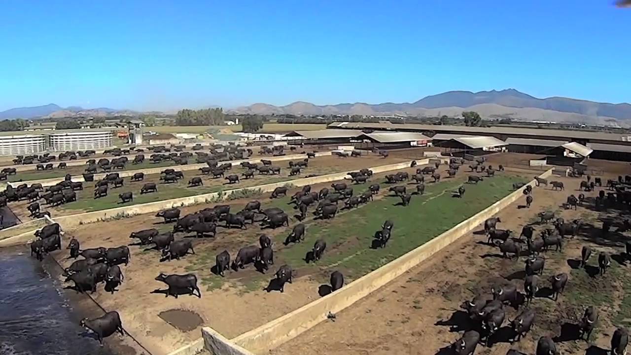 Buffalo Games