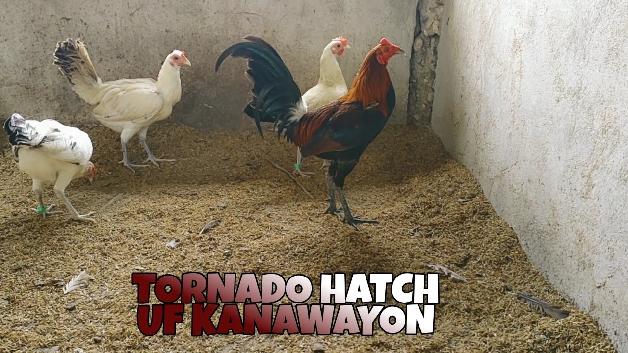 (PERFECT COMBINATION) TORNADO HATCH over UF KANAWAYON (alam na this)