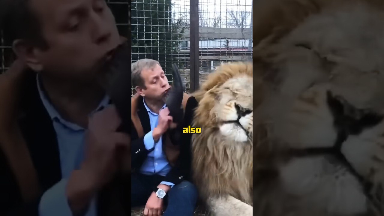 Man subduing a lion with slippers #animals #shortvideo #lion
