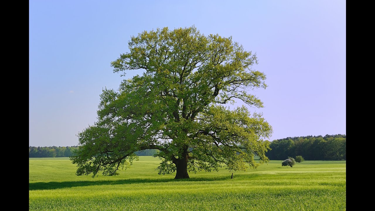Die Eiche