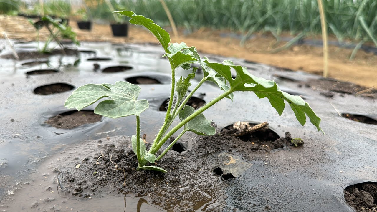 【スイカ栽培】苗植える時にやると大きく育つ栽培方法のコツ（栽培時期〜種まき〜肥料と水やり〜畝立て〜植え付け〜防寒対策）24/4/19