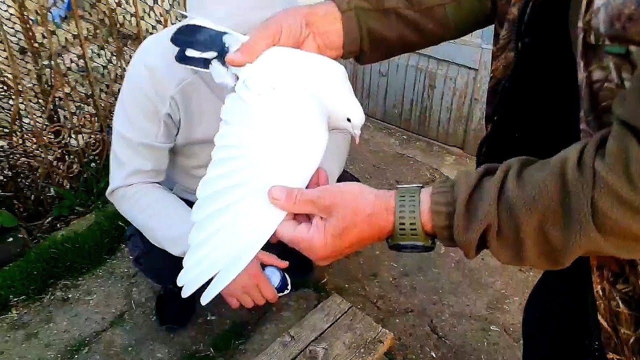 Соревнования голубей. Краснодарский край. п Ахтырский. Голуби Нерсеса. Pigeon competition
