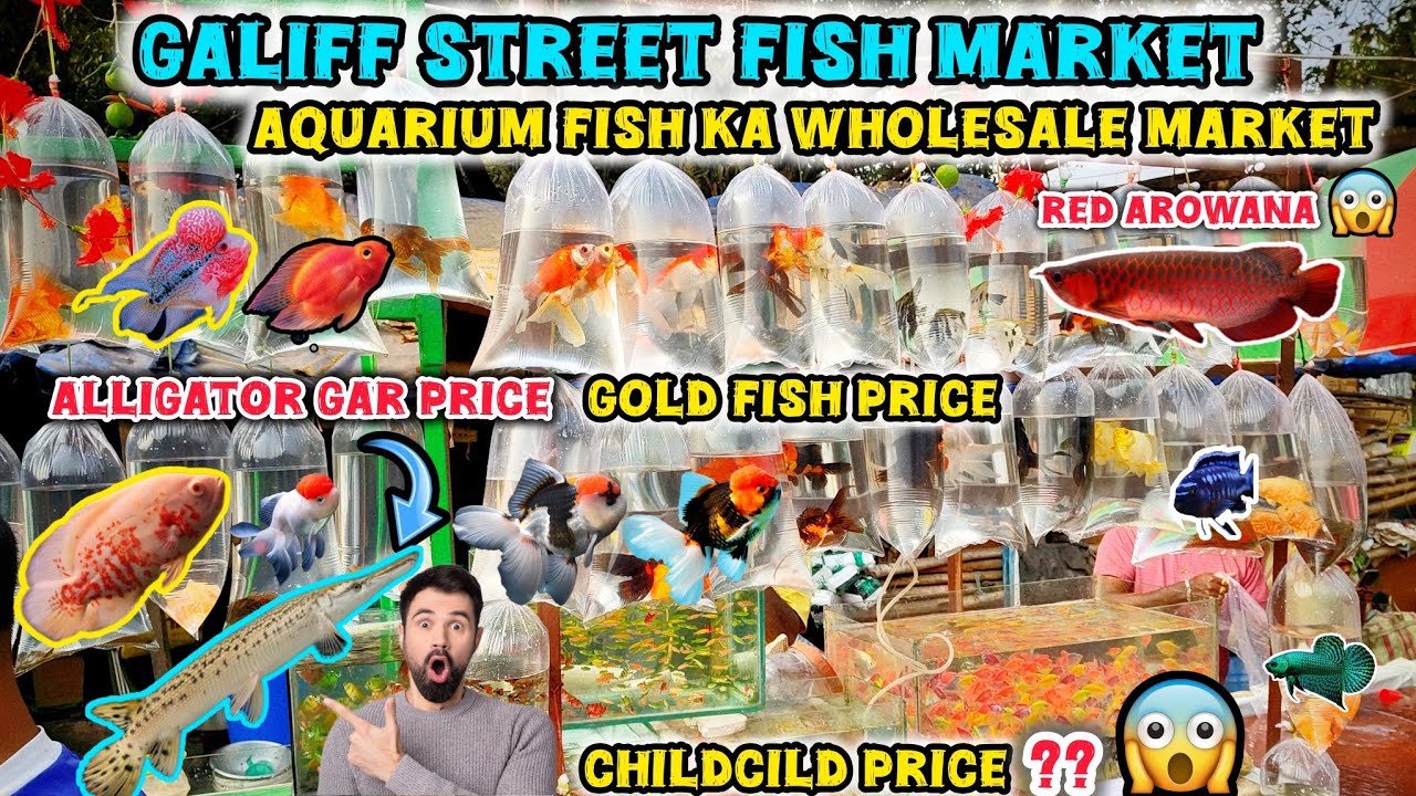 Galiff Street Pet Market , 📌2026 All Fish Price Update Recent Video 📸। Exotic Gold Fish, Guppy 🐠।