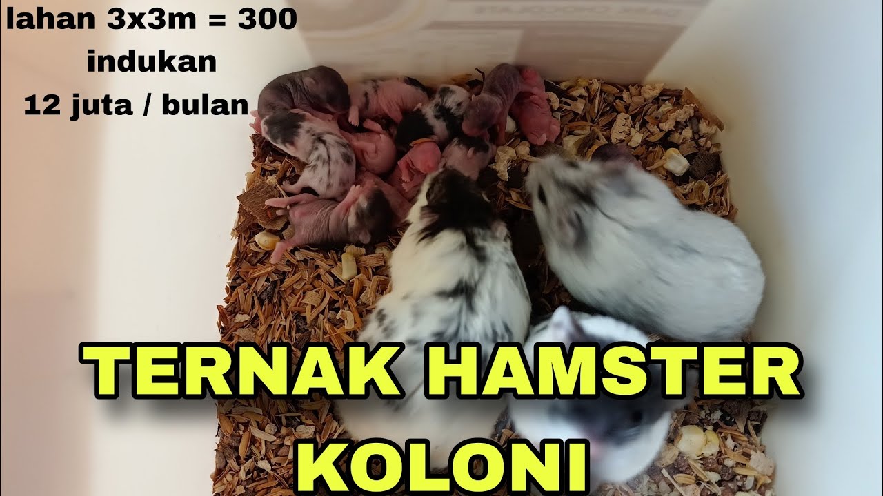 TERNAK HAMSTER KOLONI LEBIH MENGUNTUNGKAN ‼️