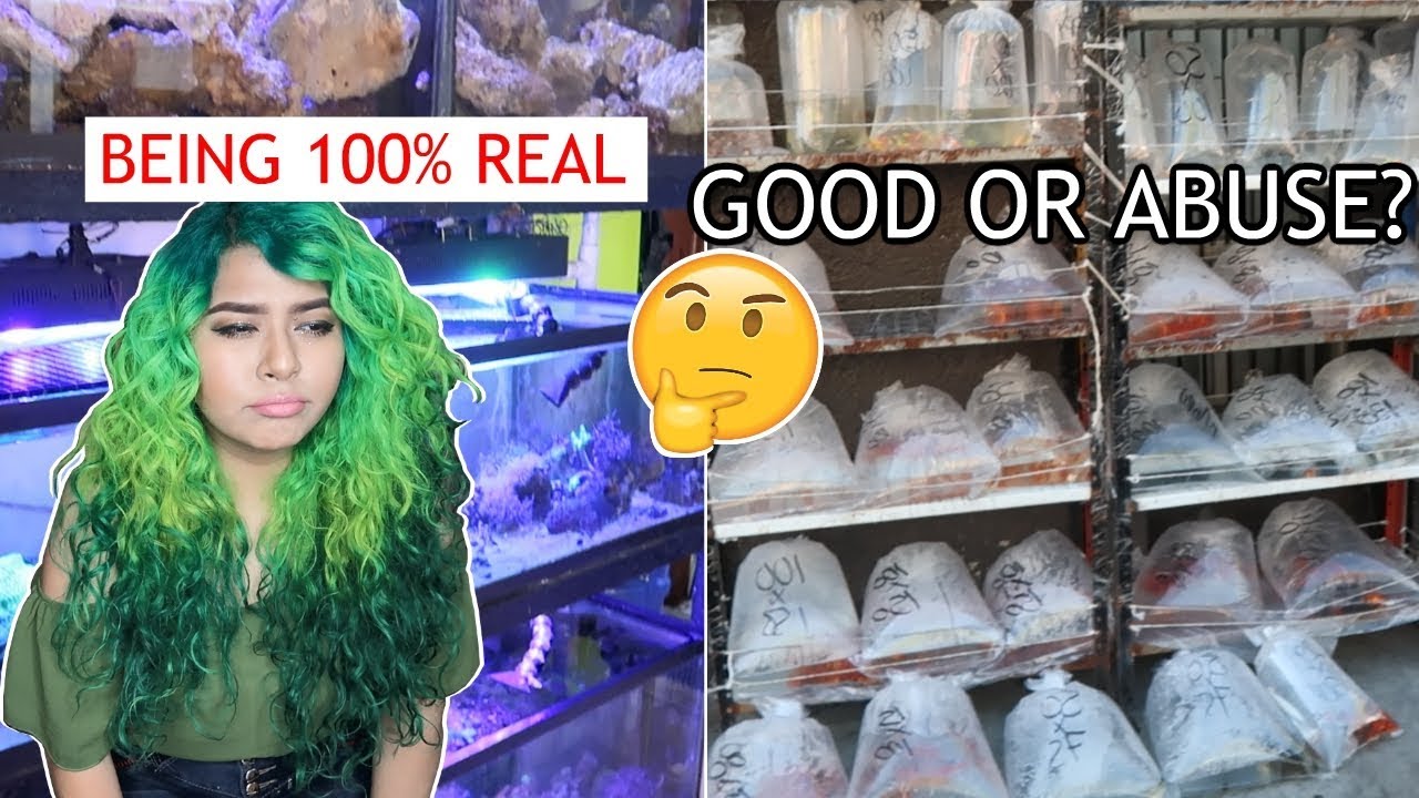 HUGE MEXICO AQUARIUM FISH MARKET TOUR (EXPOSING SELLERS?) + REPTILE EXPO VLOG