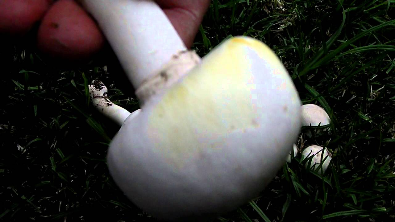 Agaricus xantoderma ( Champi&ntilde;&oacute;n amarilleante)