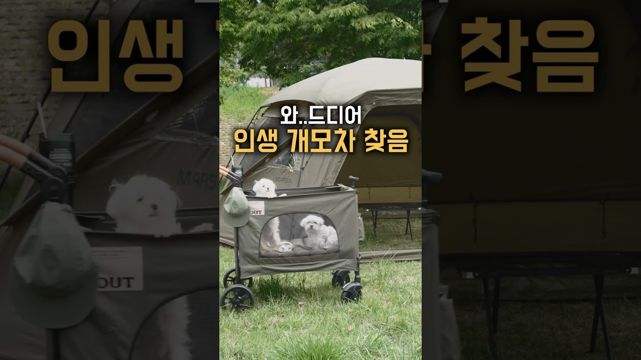 대형견, 다견 저상형 개모차! 튼튼한데 설치도 간편하고 기능도 너무 좋은거 있죠💛🐶 #캠핑필수템 #애견캠핑 #개모차 #대형견유모차