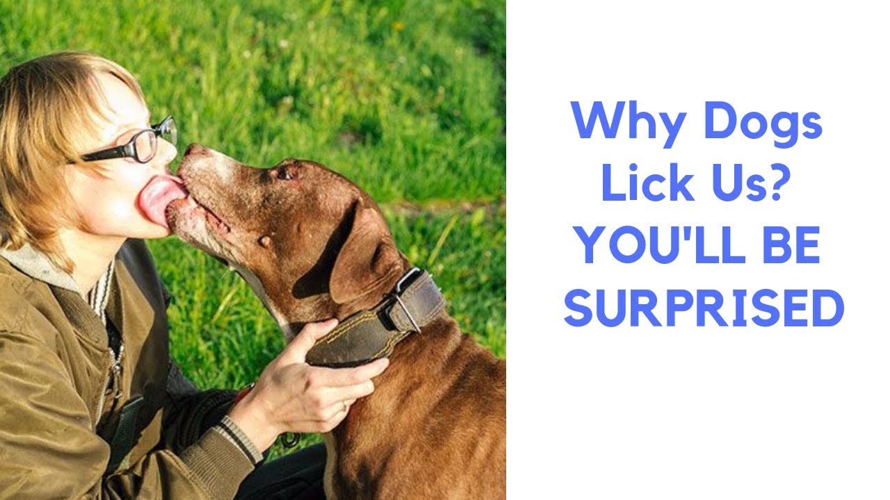 Why Dogs Lick Us? YOU'LL BE SURPRISED