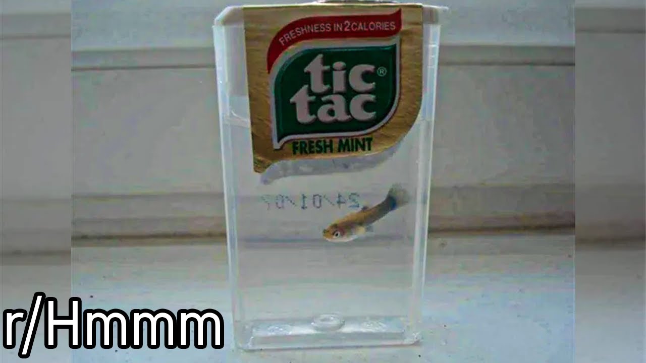 r/NextF*ckingLevel | How does a fish live in there?