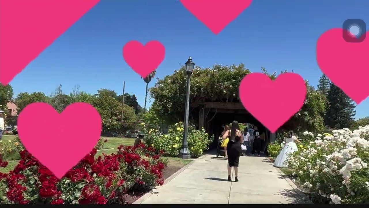 #26113 San Jose Municipal Rose Garden