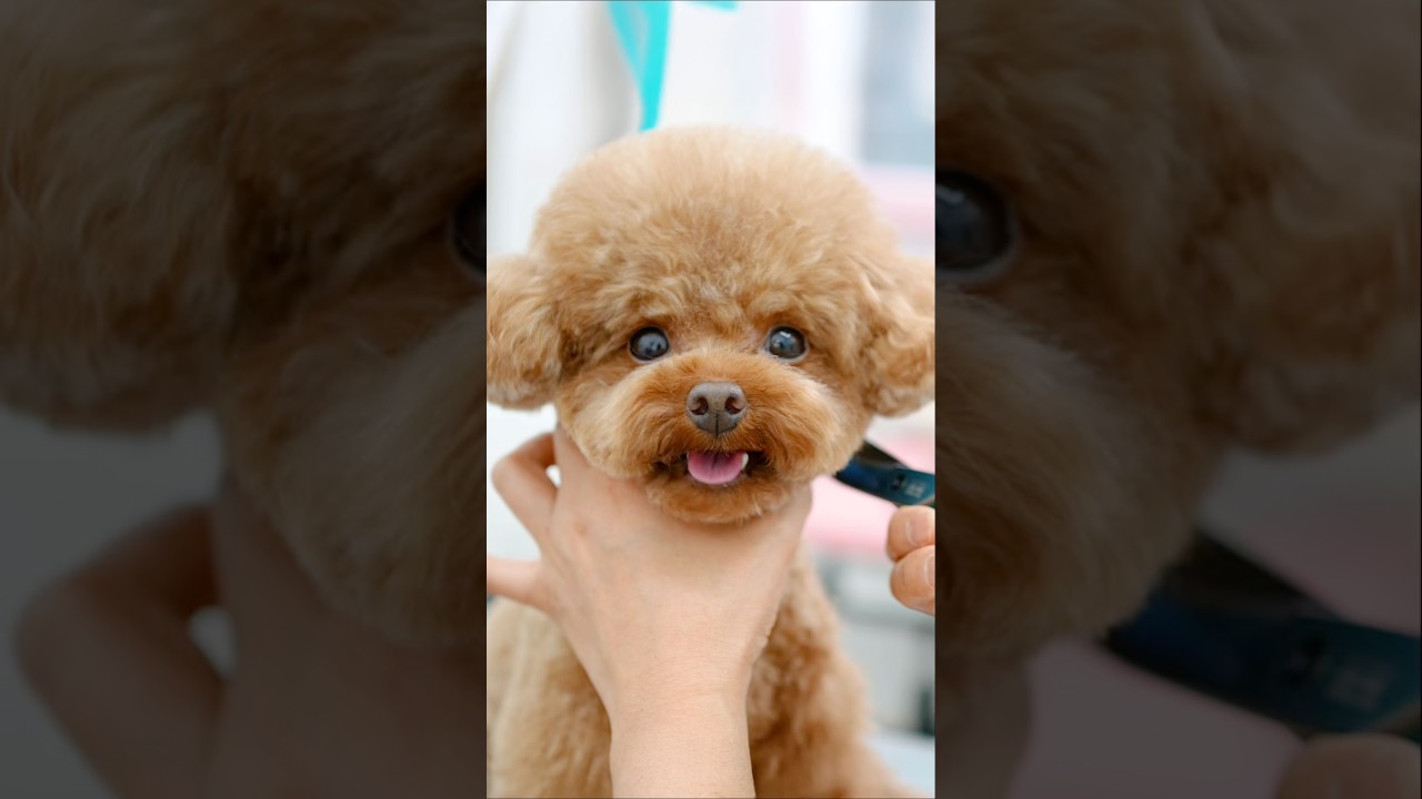 Самый расслабляющий груминг пуделя в жизни 🐶🛁✨