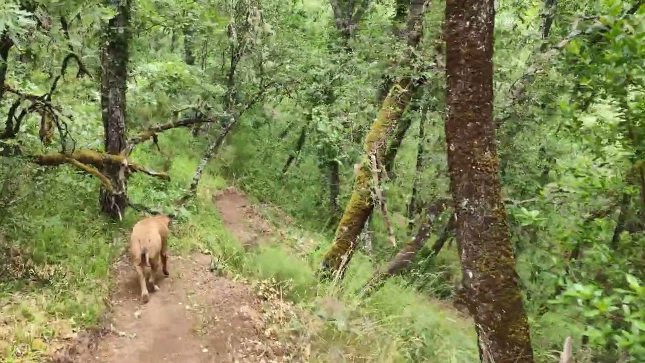 Hoy se me antoja invitaros a un paseo   Aledaños de Toreno