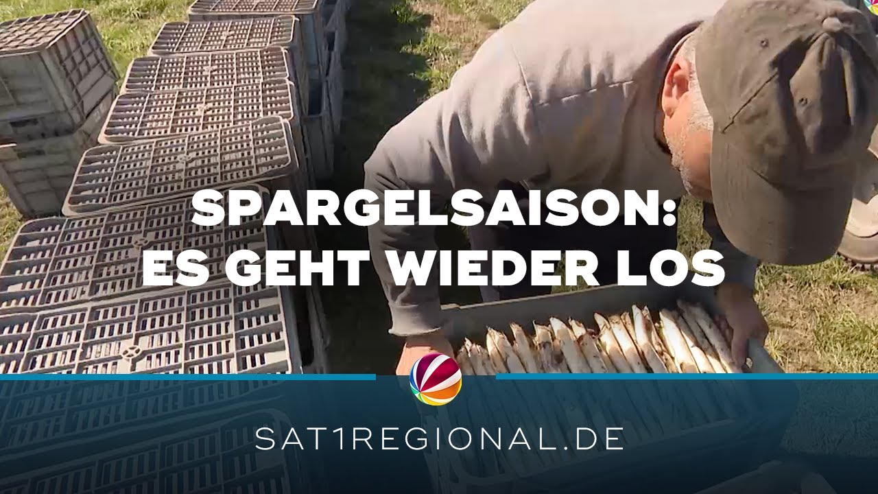 Spargelsaison: Ernte in Fuhrberg in vollem Gange