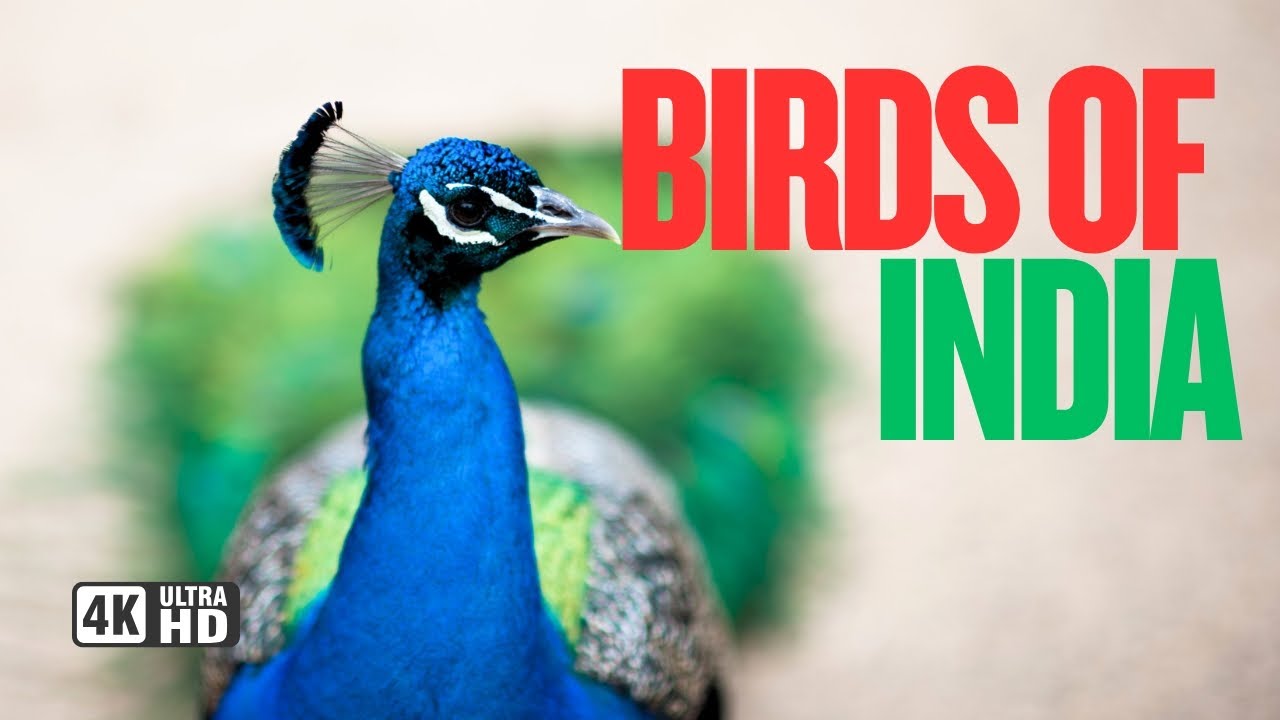 Birds of India in 4K | Explore India's Stunning Avian Diversity