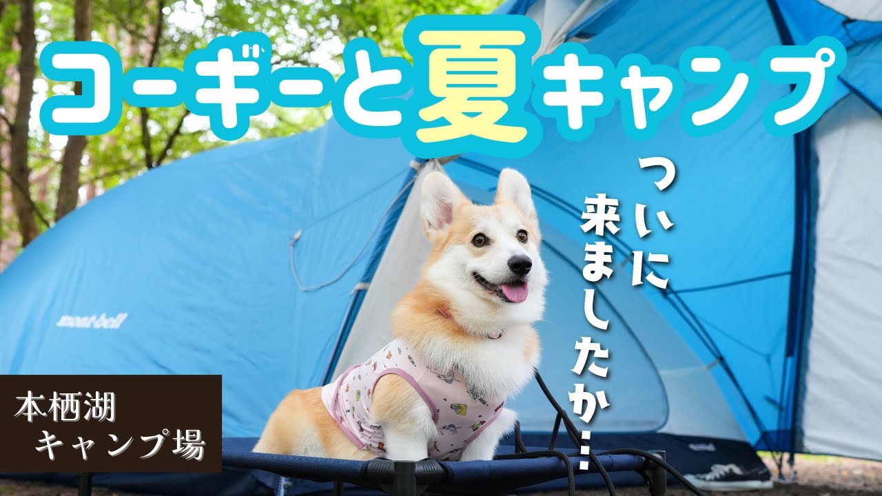 超絶インドアな飼い主と愛犬の初キャンプはこんなんでした【コーギー犬】