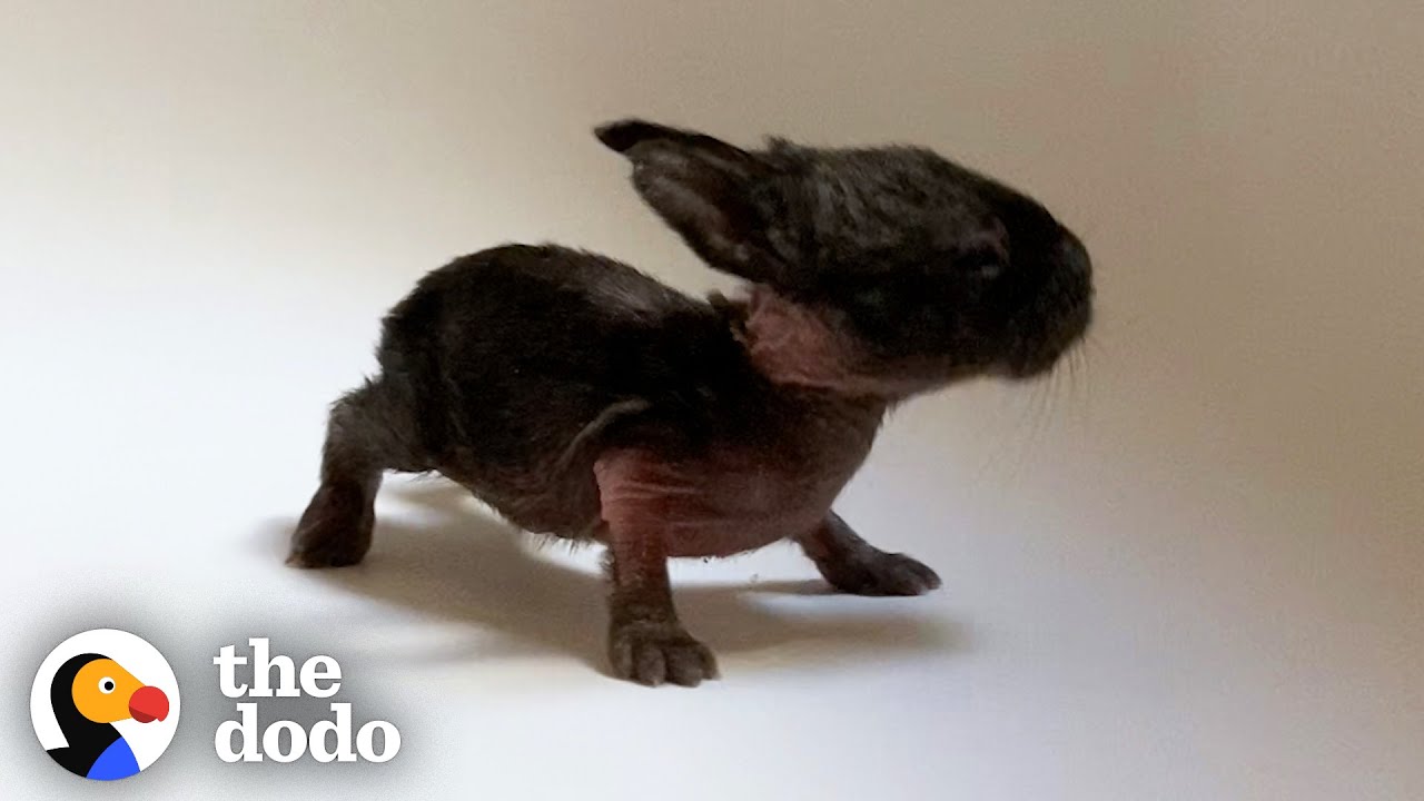 This Is The Tiniest Baby Bunny In The World | The Dodo Little But Fierce