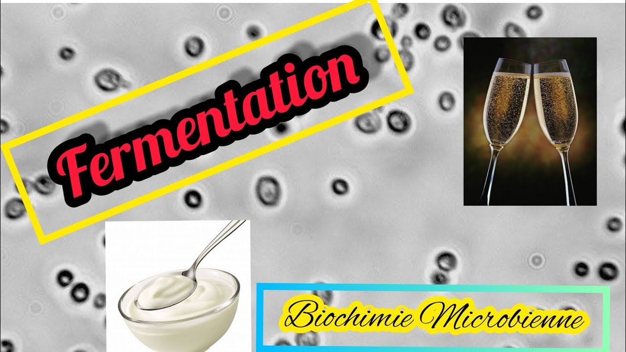 type du fermentation ⚠️ درس مهم جدااااا⁦⚠️⁩