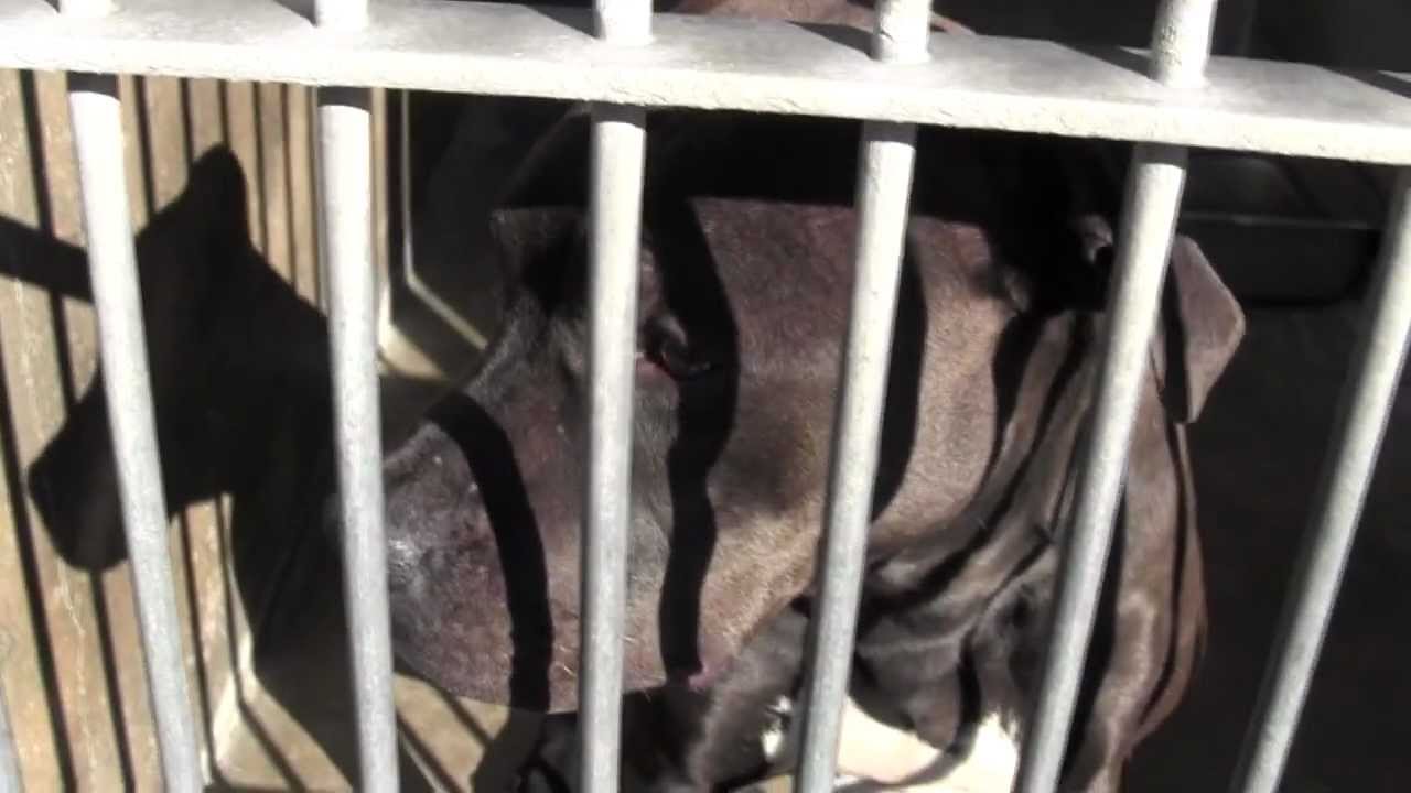 OC Animal Shelter Dogs 2