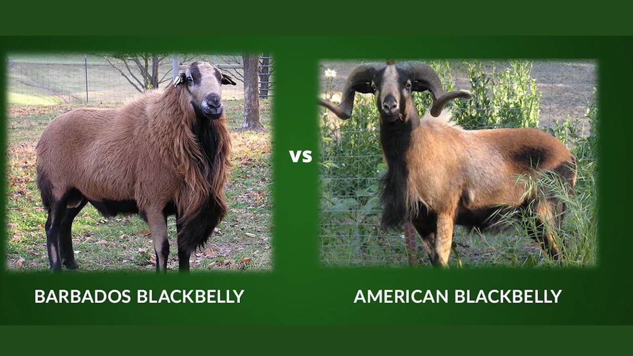 Barbados Blackbelly Sheep vs American Blackbelly Sheep