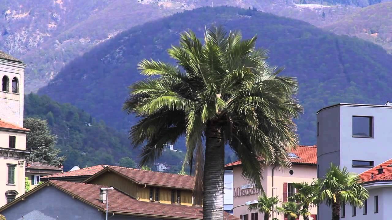 Jubea chilensis Lungolago di Muralto-Locarno