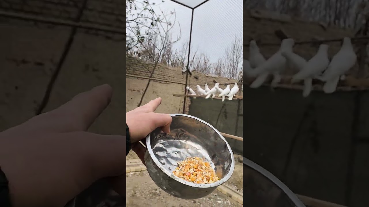 Uydagi kabutarlar 2 tasini sotaman 91_603_2626