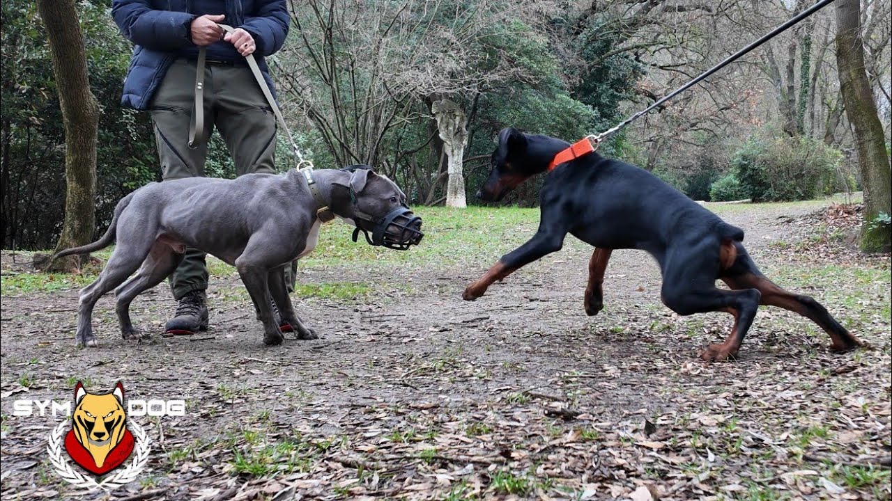 Présentation amstaff réactif dans la rue