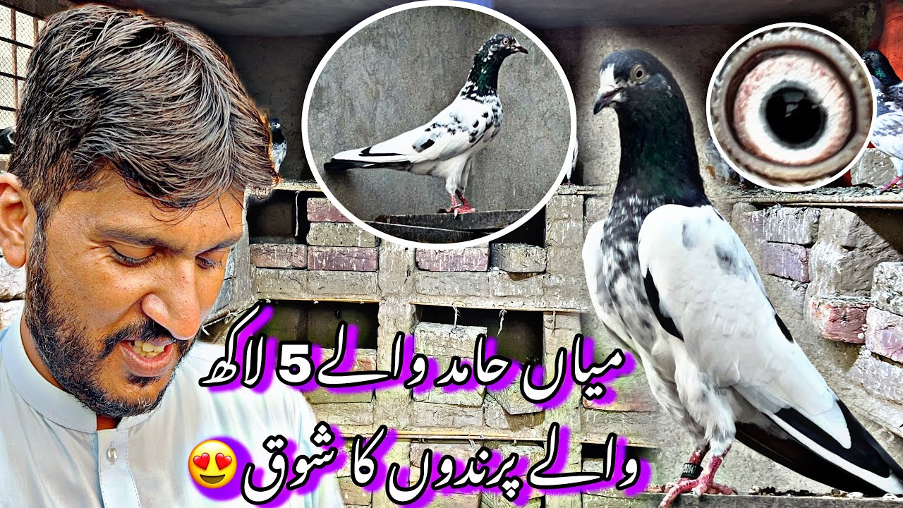 Mian Hamid waly 5 Lac waly kabotaro ka shoq kiya Aj 😍