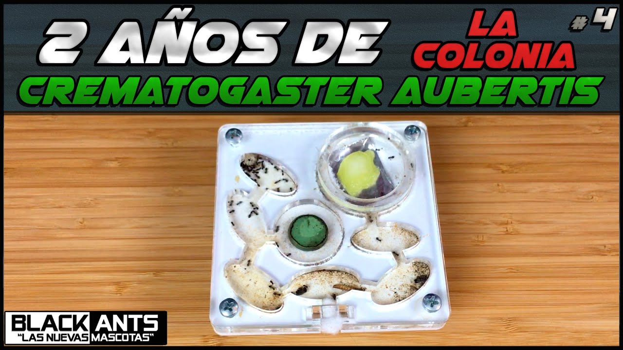 COLONIA CREMATOGASTER AUBERTIS CON 2 AÑOS