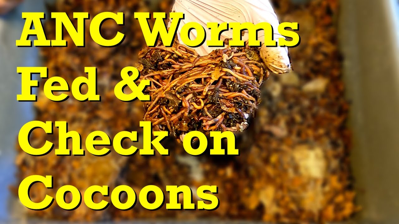 African nightcrawler worm bin & cocoon nursery at day 20 - vermicomposting