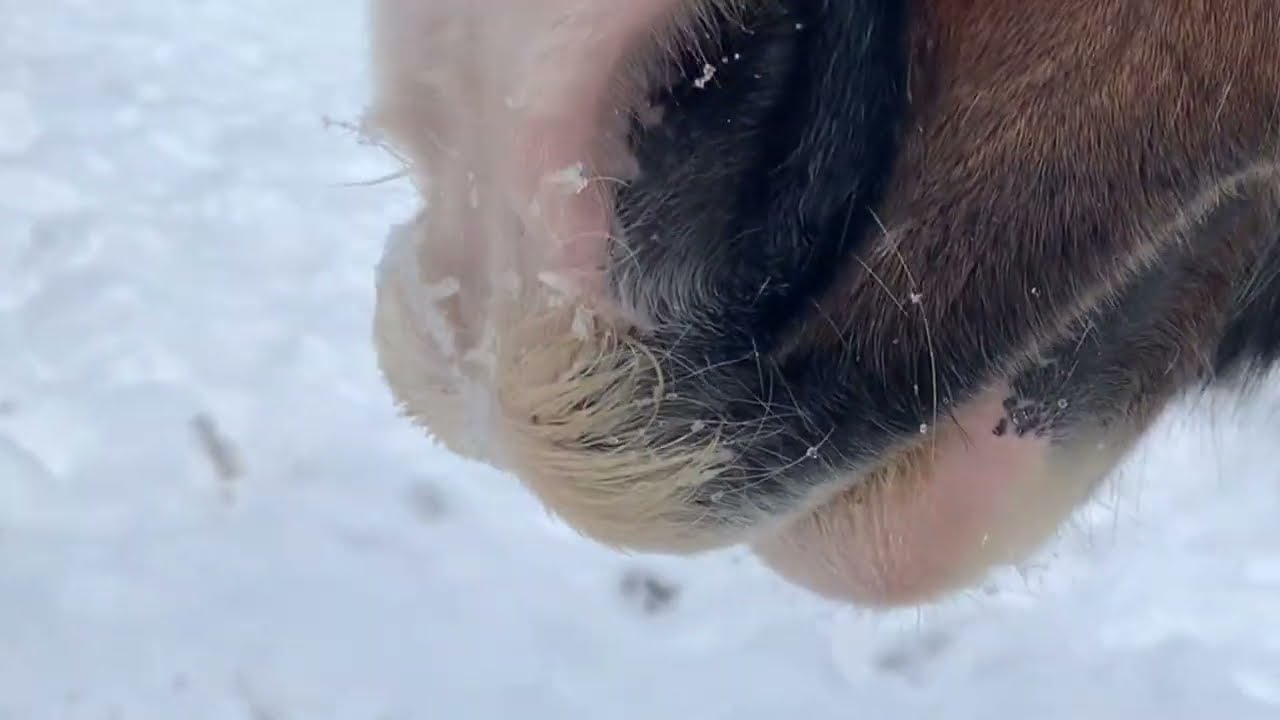 Horse Eats Snow   with a lot of lip licking