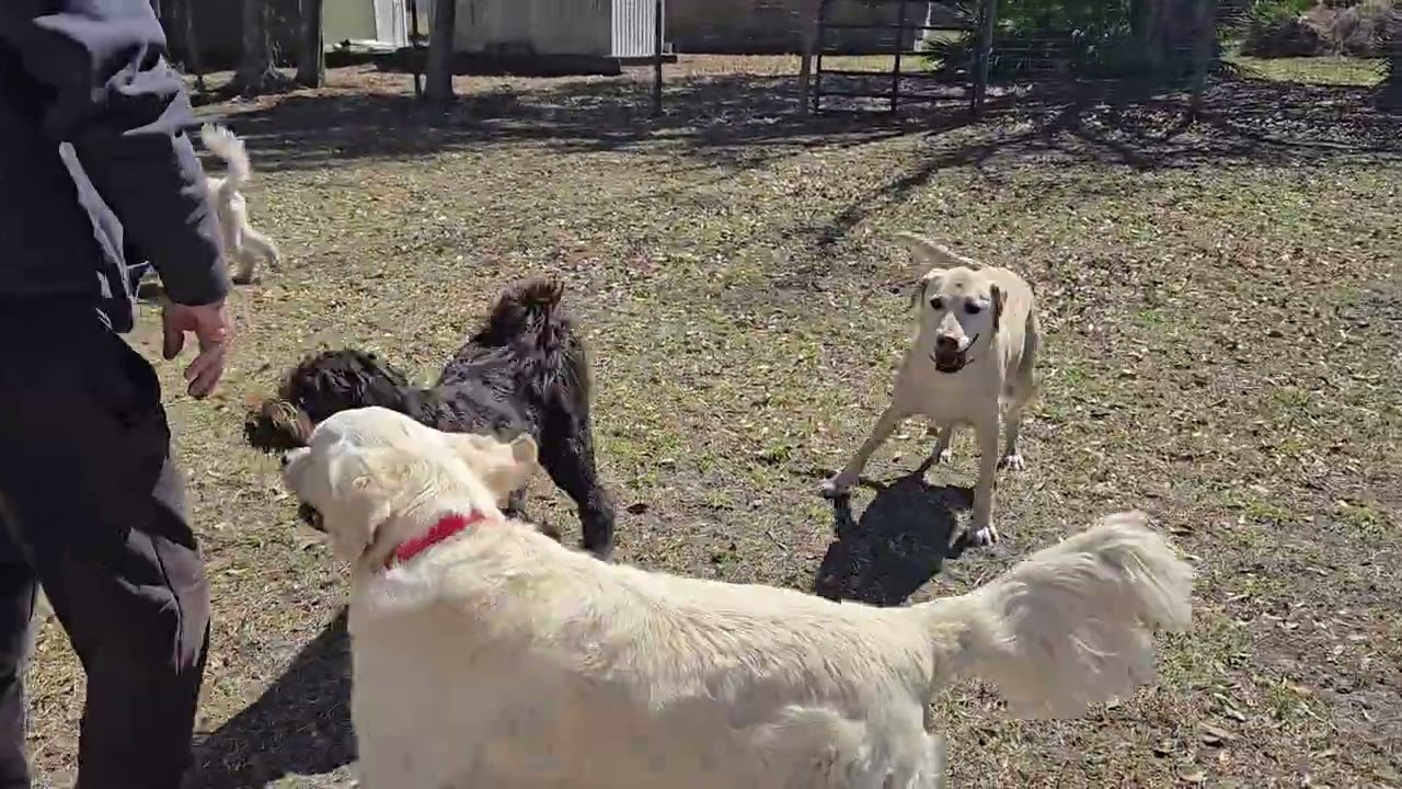 🐕 Playtime!