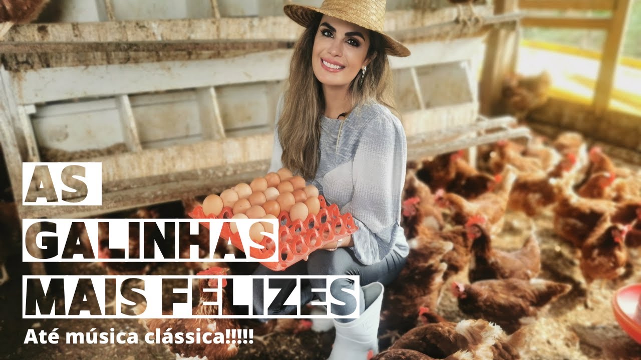 Galinhas Felizes - sustentabilidade (essas escutam até música clássica!)