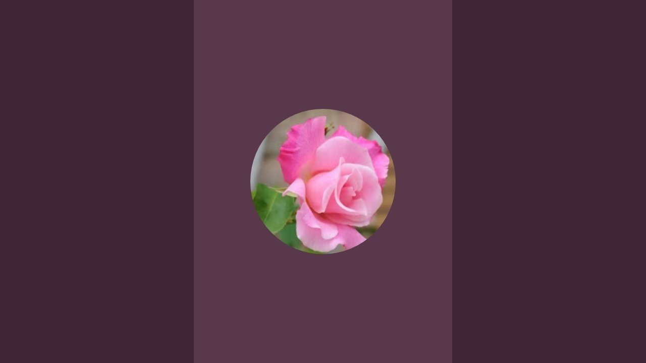 விஜி சோபா  is live!