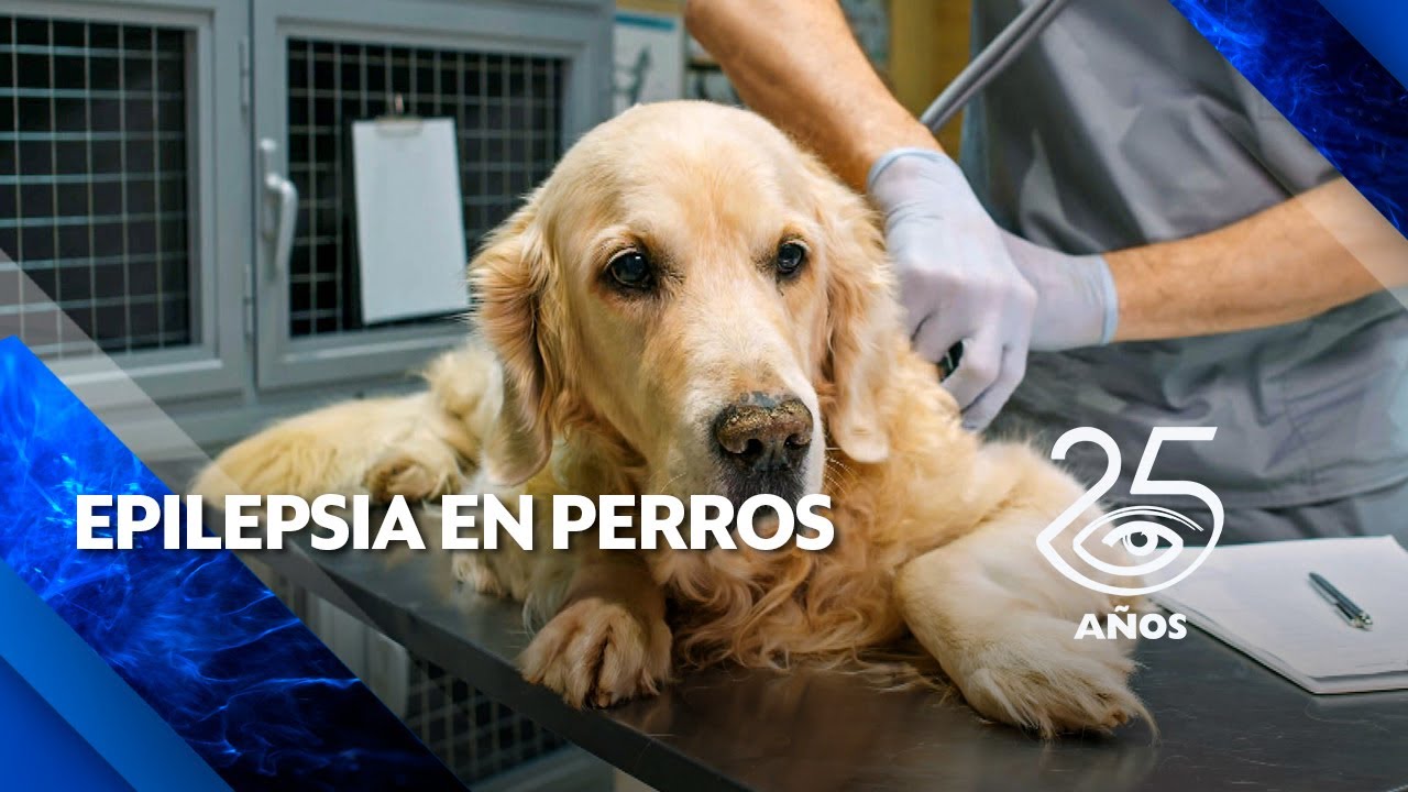 Epilepsia en perros - Día a Día - Teleamazonas