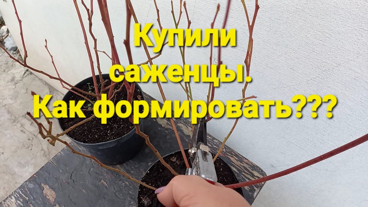 Обрезка саженцев голубики. Что с ними делать?