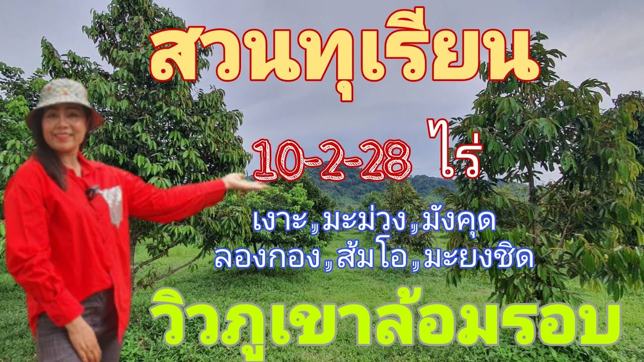 ขายด่วน #สวนทุเรียน10ไร่++ ล้อมรอบด้วยวิวภูเขา พร้อมบ้านพักอาศัย1หลัง