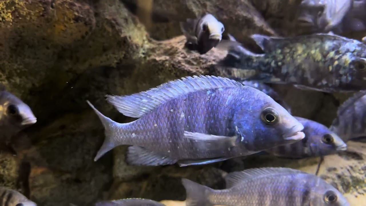 Placidochromis phenochilus tanzania tank African cichlid breeding group