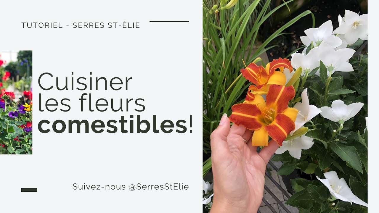 Cuisiner les fleurs comestibles