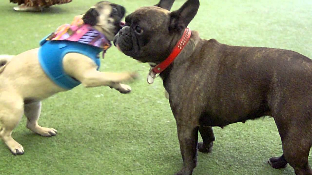 pug vs french bulldog