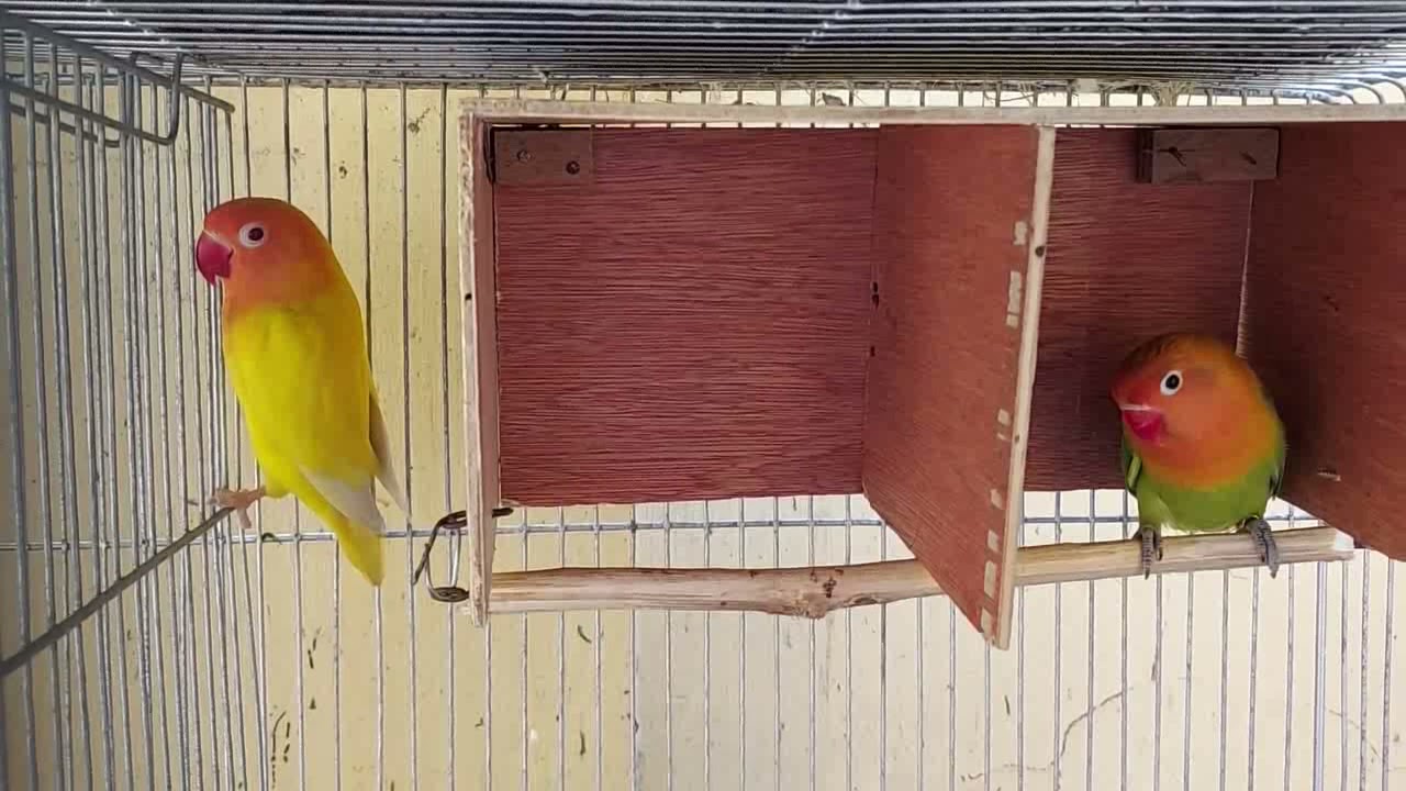 African Lovebirds: DIY Pairing Box