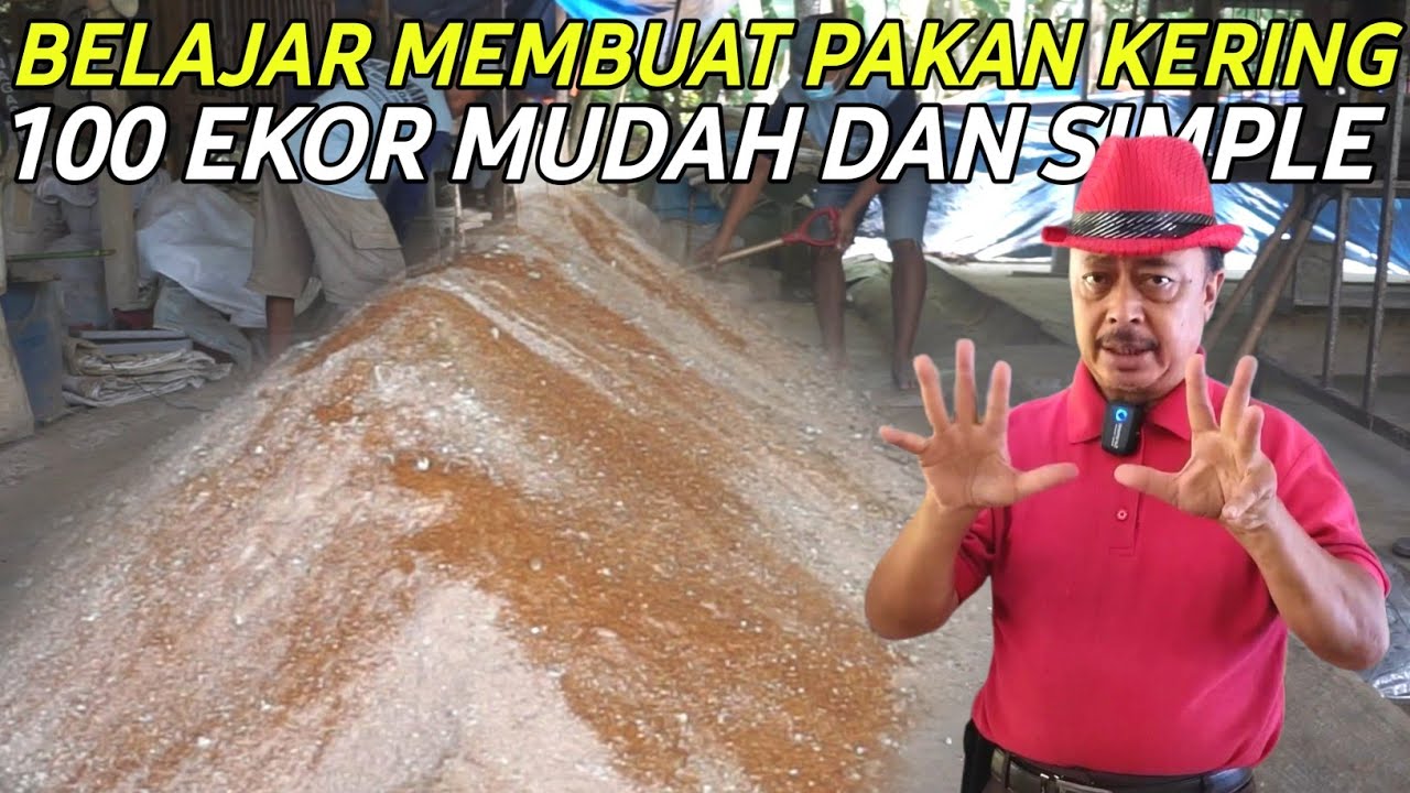 CARA MEMBUAT PAKAN KERING UNTUK TERNAK DOMBA 100 EKOR TANPA NGARIT TANPA ANGON