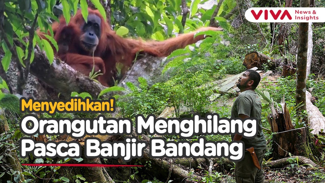 Orangutan Tapanuli Hilang Usai Banjir Bandang, Deforestasi Jadi Biang Kerok