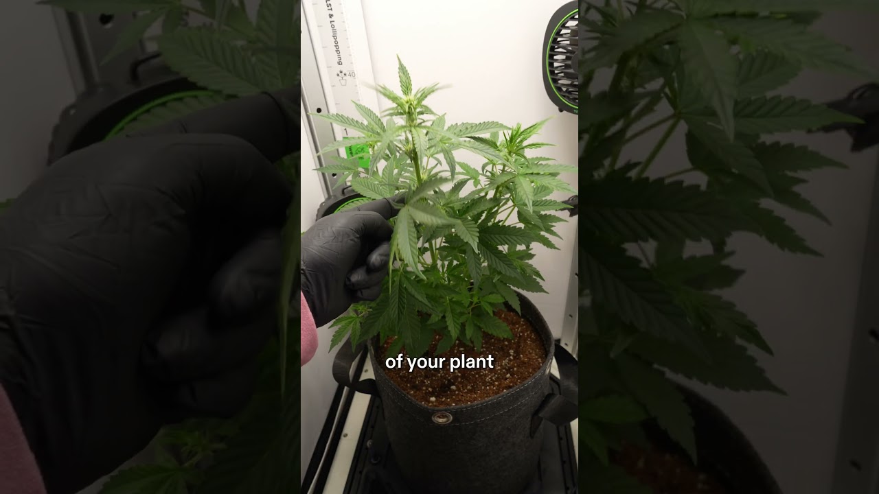 VGrow 101, эпизод 7 &ndash; Умная низкострессовая тренировка (LST) #vivosun #советыпоросту #дневникирос...