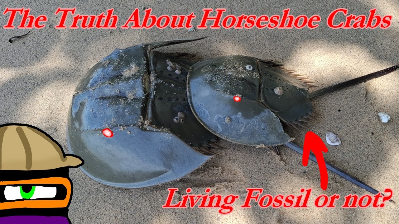 Правда о мечехвостах: живые ископаемые или нет?