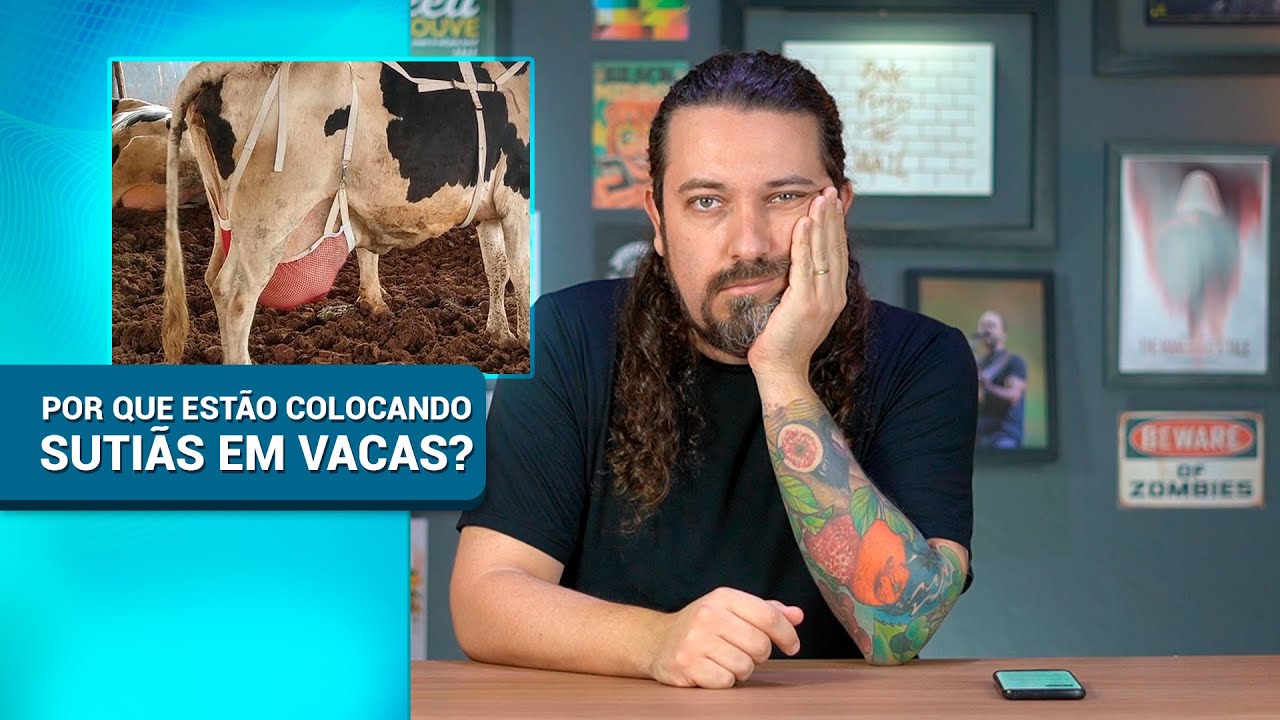 Vaca de sutiã? Nova bizarrice da pecuária brasileira